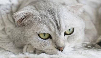 詹姆斯团队安保骂球迷：你们这些烦人的家伙快TM滚开