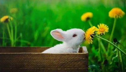 中国品牌海信第三次赞助足球世界杯